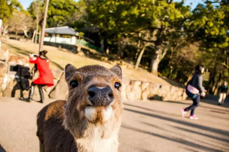 ZOO Budapešť cennik