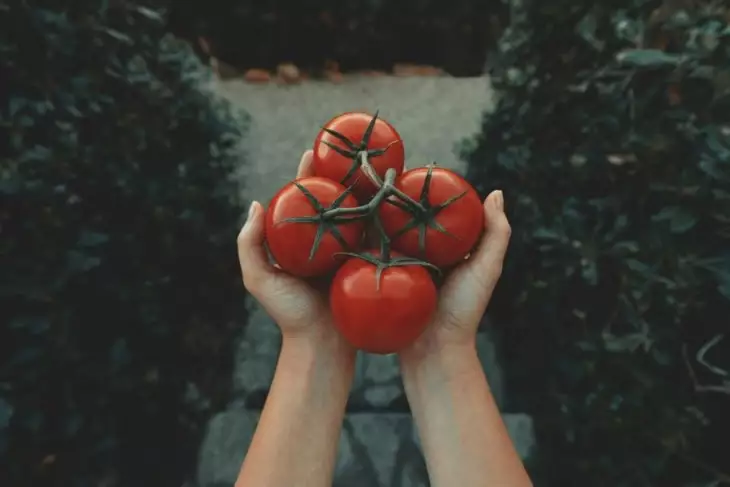 choroba paradajok druhy